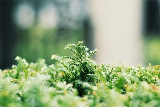 绿色，植物，选择性聚焦，植物，生长，绿色，自然之美，白天