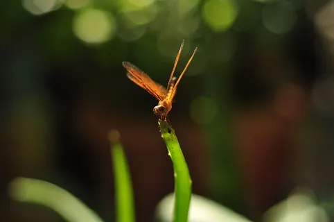 自然,树叶,植物群,户外,昆虫,无脊椎动物,单一动物,野生动物 自然,树叶,植物群,户外,昆虫,无脊椎动物,单一动物,野生动物
