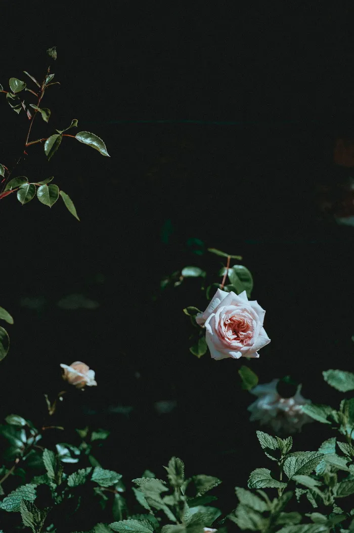 白玫瑰，玫瑰，花朵，花朵，花瓣，自然，绿色，叶子