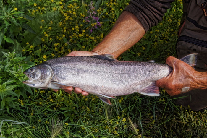 person，holding，gray，fish，dolly varden，fishing，alaska，dolly