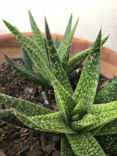 仙人掌科，植物，自然，肉质，绿色，生长，肉质植物，芦荟植物