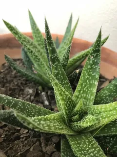 仙人掌科，植物，自然，肉质，绿色，生长，肉质植物，芦荟植物