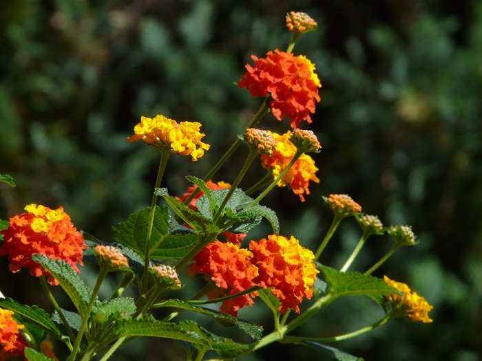 马缨丹，马缨丹，观赏植物，黄色，花朵，花朵，花朵，马鞭草温室