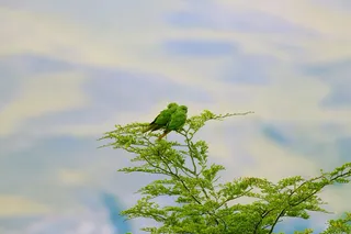 智利, 托雷斯德尔潘恩国家公园, 托雷斯德尔潘恩, 智利的鸟类, 鸟类, aves de chile, aves, loros