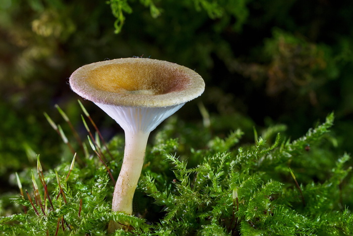 白色，蘑菇，绿色，草，迷你蘑菇，海绵，小蘑菇，苔藓