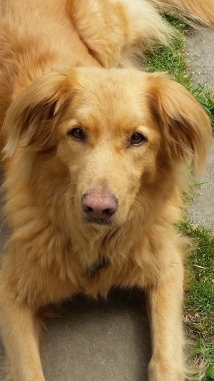 狗、红色、生姜、托勒犬、新斯科舍鸭托勒犬、宠物、动物、哺乳动物