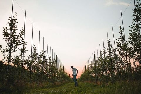 一个戴着棕色帽子的白人青年站在葡萄园里 一个戴着棕色帽子的白人青年站在葡萄园里