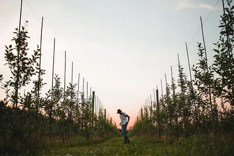 一个戴着棕色帽子的白人青年站在葡萄园里 一个戴着棕色帽子的白人青年站在葡萄园里