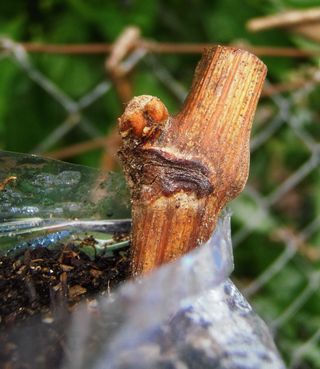 嫁接，godello，葡萄园，品系，帕拉，葡萄栽培，藤，加利西亚