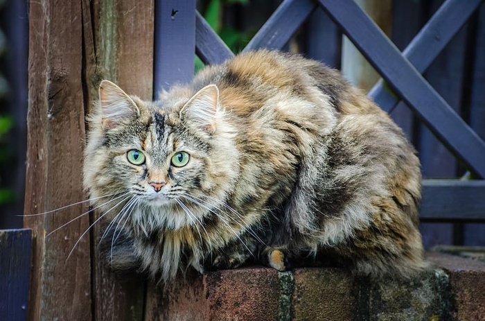 龟壳猫，猫，动物，背景，棕色，食肉动物，家养，眼睛