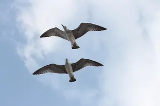 海鸥，配对，两个，飞行，鸟，情侣，多姆，旅行