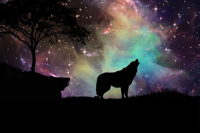 剪影，狼，夜间，星系，星云，恒星，数字艺术，太空