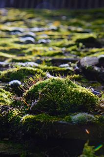 自然，植物，彩色苔藓，苔藓垫，绿色，苔藓，苔藓花，开花苔藓