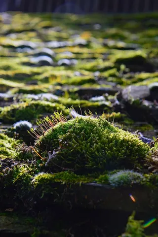 自然，植物，彩色苔藓，苔藓垫，绿色，苔藓，苔藓花，开花苔藓