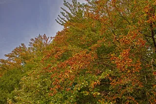 干旱，书，热，书死，缺水，干旱期，干燥，植物