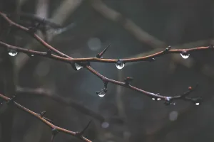 带有水滴的褐色多刺植物茎