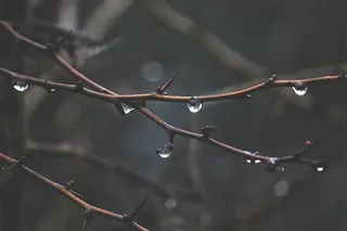 带有水滴的褐色多刺植物茎