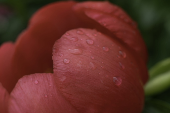 英国，bolsover，bolsover城堡，bokeh，fower，a7rii，索尼alpha，水滴