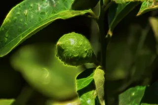 叶子，自然，植物，食物，生长，户外，特写，花园