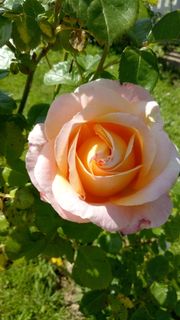 玫瑰，花，印度夏天，植物，开花植物，自然之美，花瓣，玫瑰花