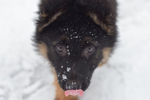 小狗，狗，德国牧羊犬，品种，雪，冬天，低温，哺乳动物