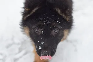 小狗，狗，德国牧羊犬，品种，雪，冬天，低温，哺乳动物