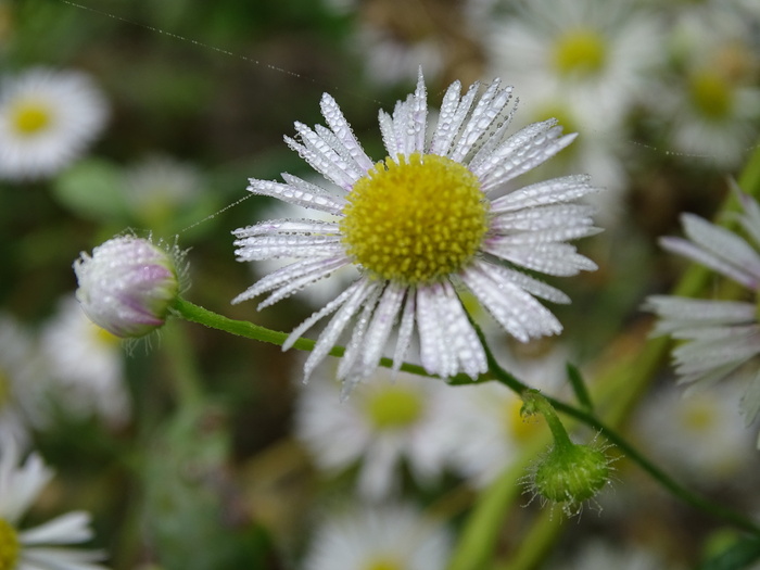 细射流，灯盏花，野生紫菀，职业草本白，菊科，野花，白花，一年生灯盏花