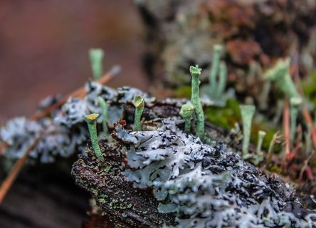 地衣，森林，自然，选择性聚焦，特写，植物，无人，苔藓