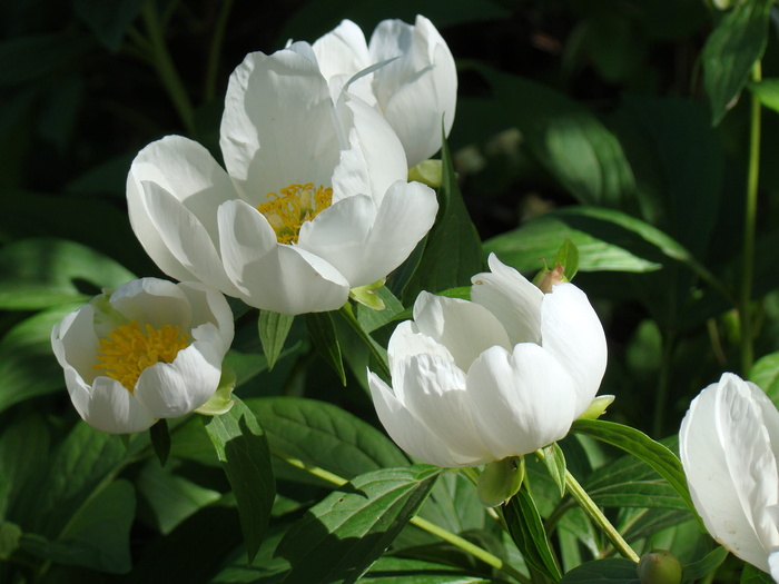 花瓣, 微距摄影, Peonies, 花卉, 白色, 树叶, 夏季, jan van leeuwen