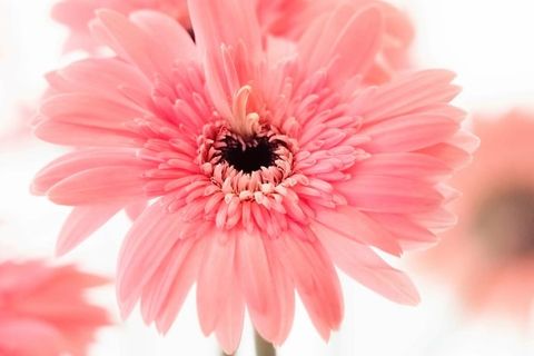 特写,选择性,聚焦照片,粉色,花瓣花,花瓣,花朵,花朵 特写,选择性,聚焦照片,粉色,花瓣花,花瓣,花朵,花朵