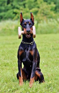 doberman、fejkép、apportfa、smart、available tabs、dog、犬科、one animal