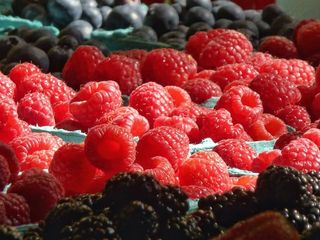 美国，费城，阅读终端市场，市场，展示，全麦，蓝莓，五颜六色