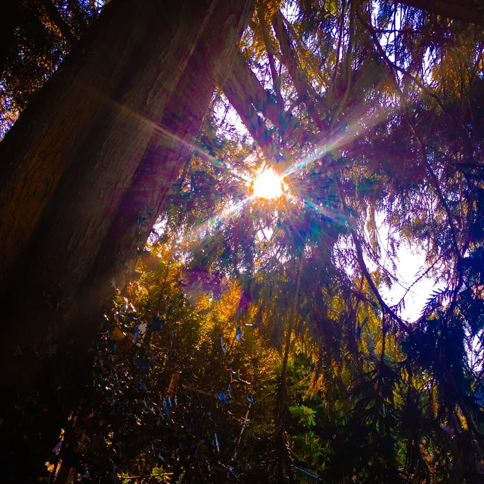 太阳穿过树木，树木，太阳，森林，绿色，阳光，树木，植物