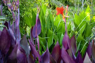 花园，花，自然，开花，植物，开花，夏天，春天