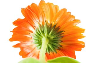 美丽, 开花, 明亮, 束, 特写, 细节, 植物群