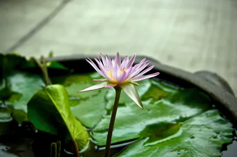 花,开花植物,新鲜度,植物,脆弱性,脆弱性,生长,叶 花,开花植物,新鲜度,植物,脆弱性,脆弱性,生长,叶