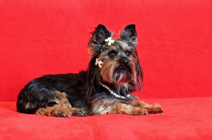 约克郡梗，狗，谎言，可爱，漂亮，家养，动物主题，家养动物