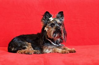 约克郡梗，狗，谎言，可爱，漂亮，家养，动物主题，家养动物