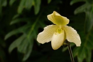 Phragmipediums是一种新大陆的女式拖鞋，从墨西哥一直生长到南美洲的中部和北部。