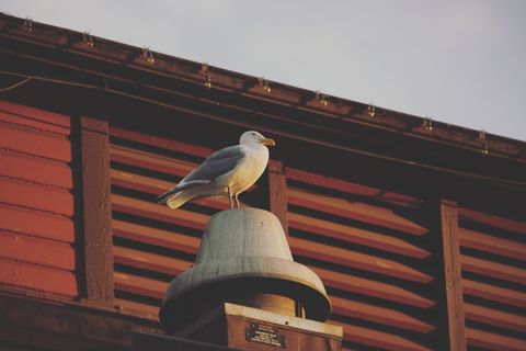 灰色表面上的白色和灰色鸟