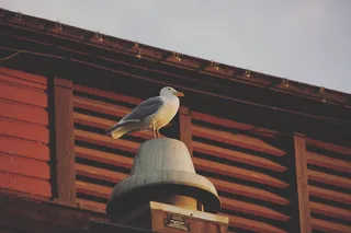 灰色表面上的白色和灰色鸟