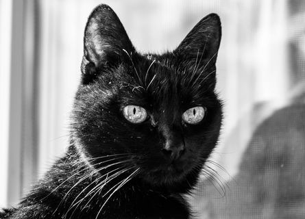 动物，猫，哺乳动物，宠物，黑猫，黑，眼睛，黑白