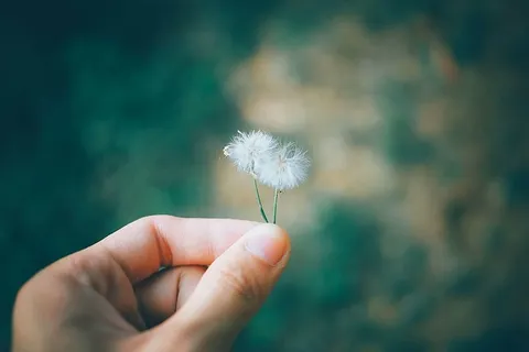 人,手,两个,蒲公英,花,自然,植物,户外 人,手,两个,蒲公英,花,自然,植物,户外