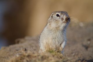 草原犬，啮齿动物，松鼠，动物，野生动物，一种动物，哺乳动物，野生动物