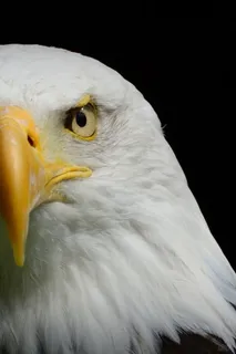 鹰，塔龙，巴特，胡子，碧瑶，半个，嘎嘎，眼睛