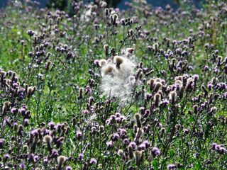 巴普，有齿，匍匐蓟，锯齿，大蓟，蓟，蓟田，复合材料