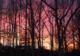 美国，橡树岭，冬天，五颜六色，红色，日落，树木，植物