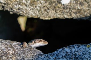 意大利, populonia, 自然, 自然光, 自然公园, 蜥蜴, 野生