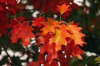 秋天的树叶，树叶，五颜六色的，彩色的，秋天的，森林的，明亮的，彩色的