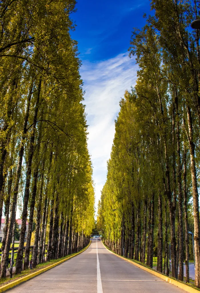 树木环绕的笔直道路
